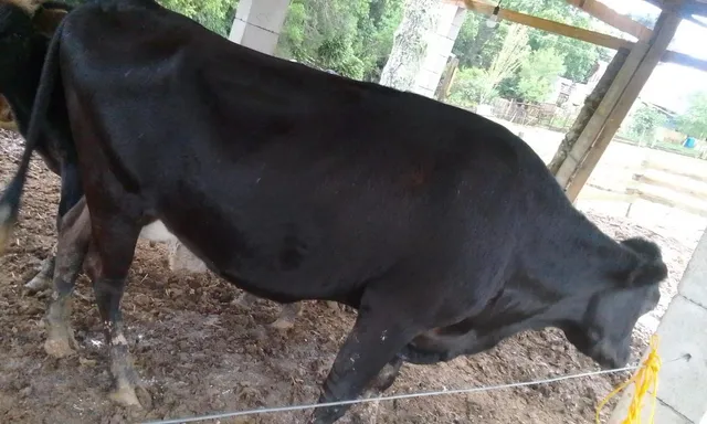 Vaca girolando