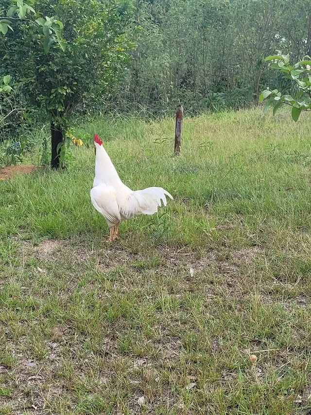 Vendo galo reprodutor