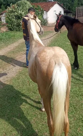 vendo potro