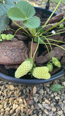 Morango 