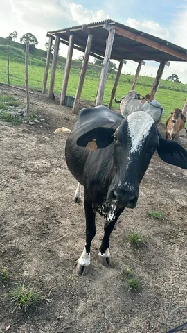 Vaca girolando