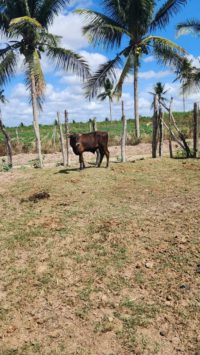 Casal mini vaca 
