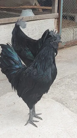 Ayam cemani 