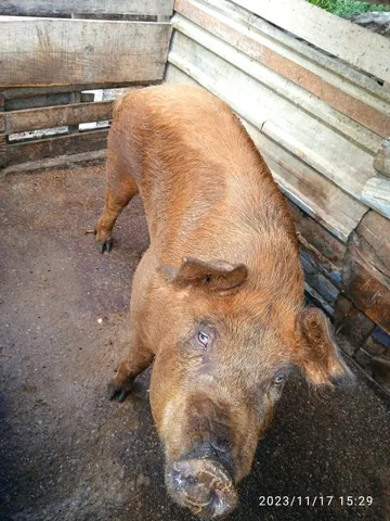 Casal de porco matriz duroc top p.o puro 