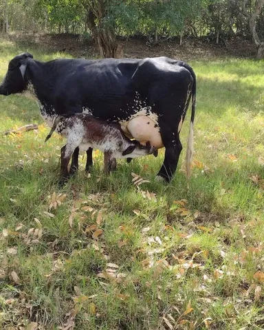 Gado leiteiro e pra corte