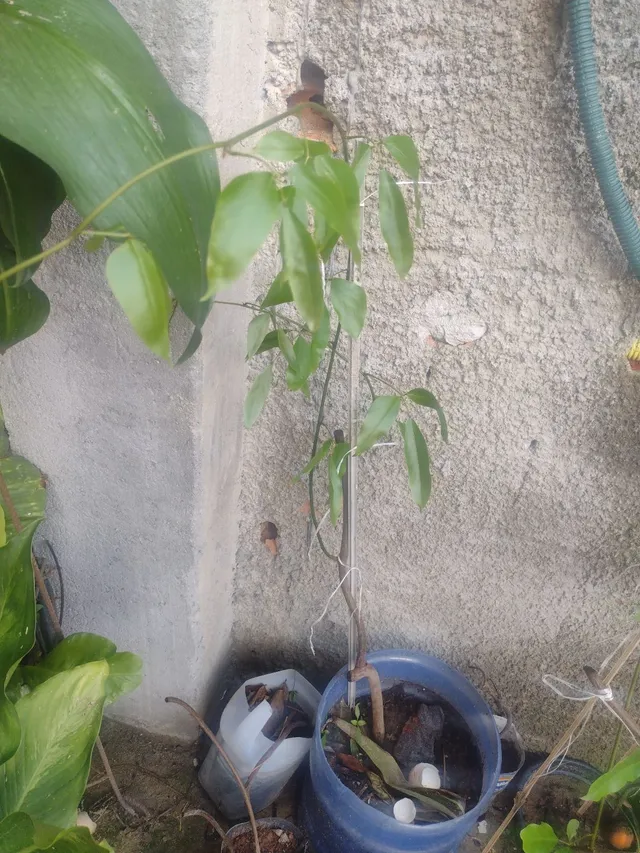 Mudas Jade Roxa 