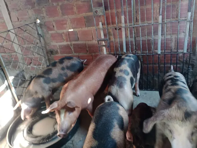 Porcos Duroc e Pietran