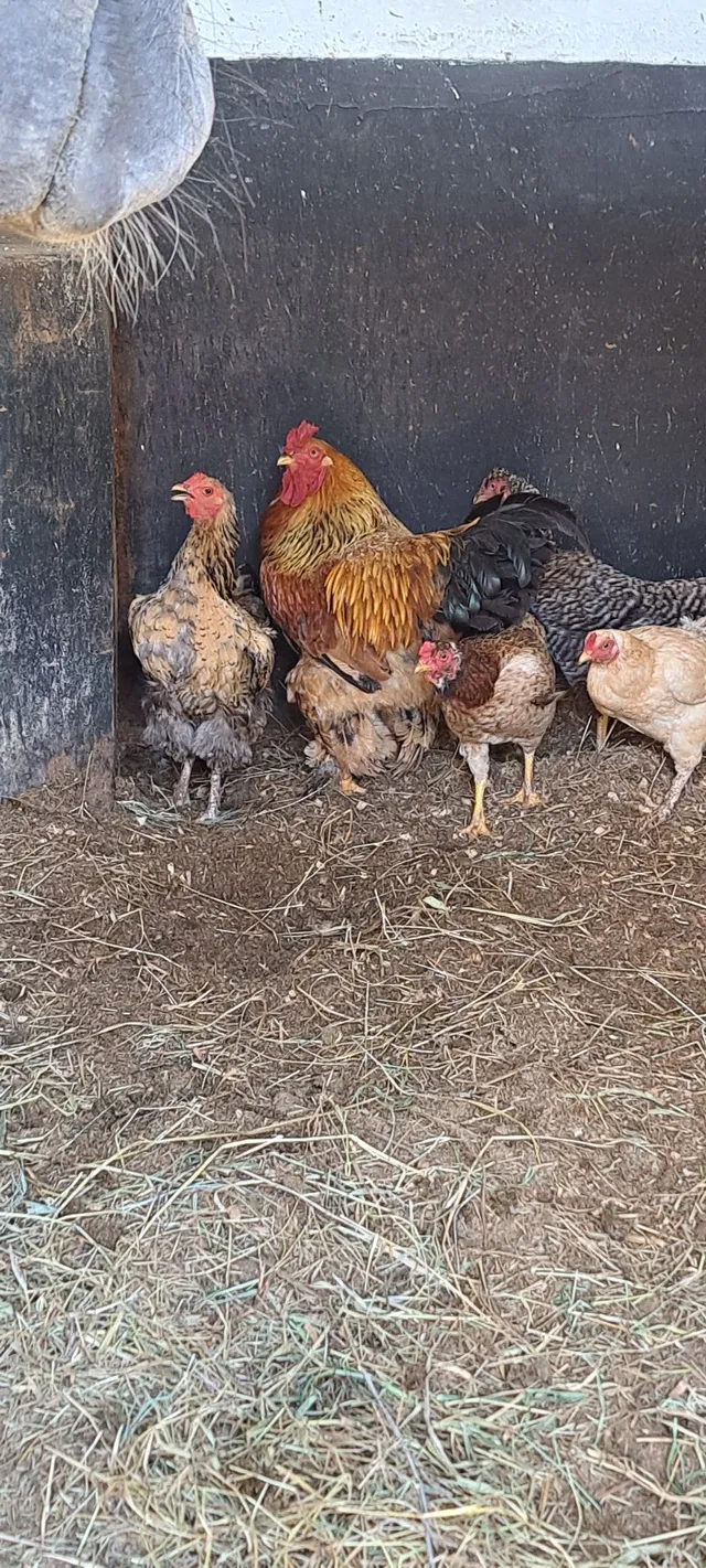 Galo Brahma 
