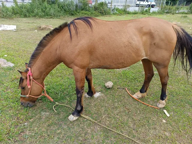 Vendo cavalo crioulo