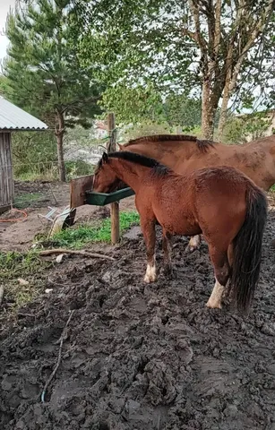 Potra crioula petiça 