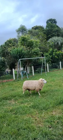 Vendo Ovelhas 