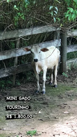 MINI BOVINO