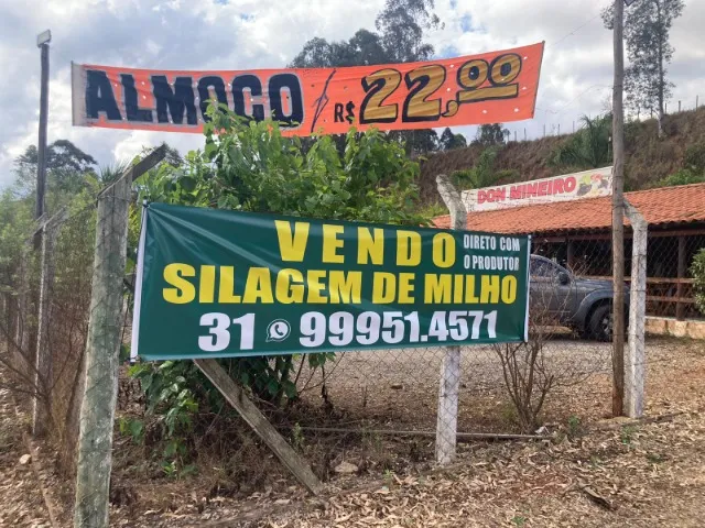 Silagem de milho