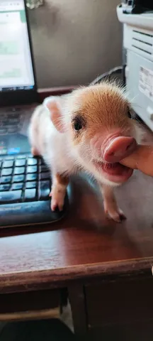 Mini pig fêmea 