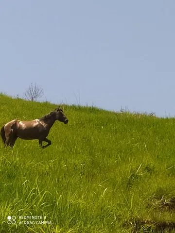Cavalo macha batida inteiro 