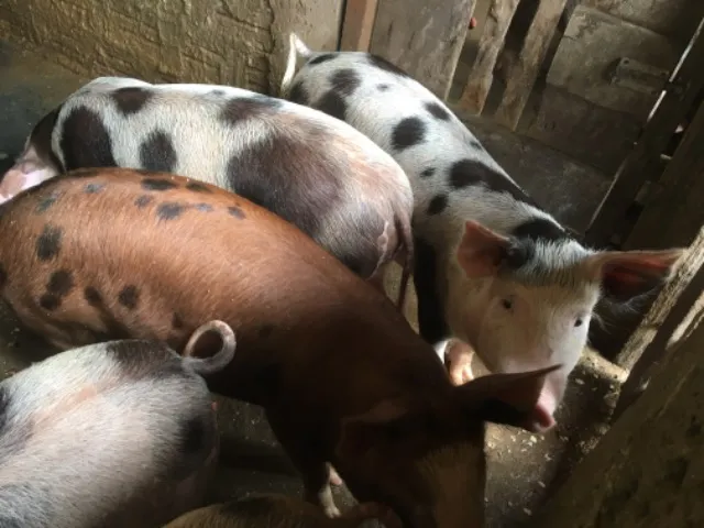 Vendo porcos caipira