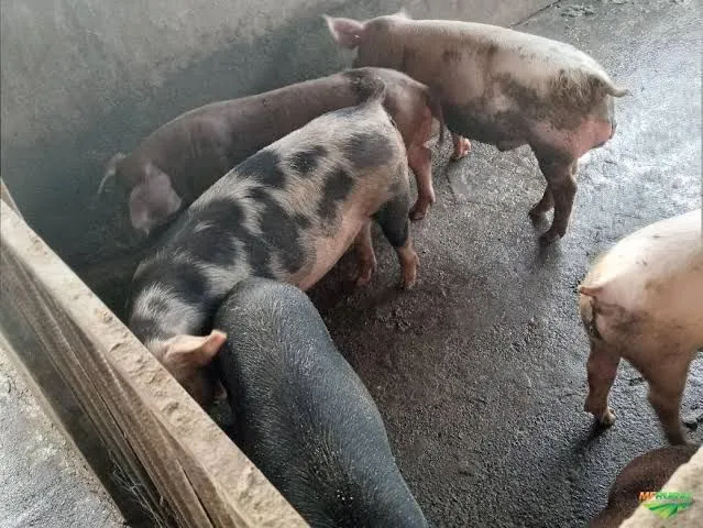 VENDO 5 PORCOS 