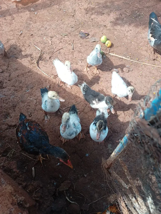 Patos com dois meses