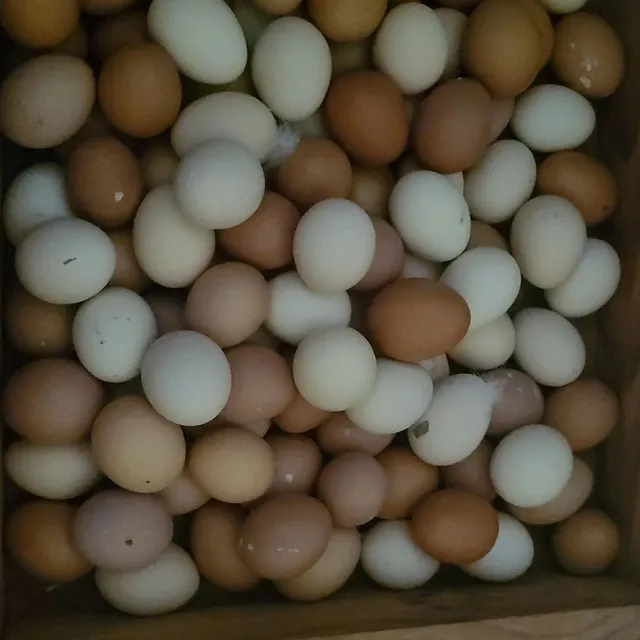 Ovos galados 