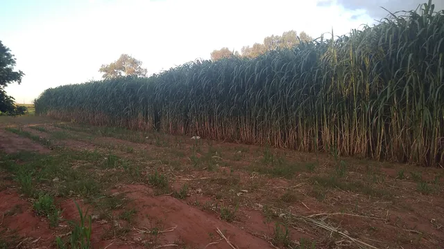 Máquina de ensacar silagem 