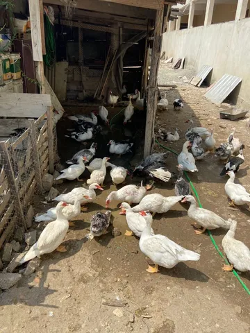 Vendo patos saudáveis em Nova Iguaçu 