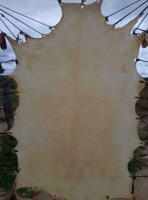 Couro Cru Carneiro tamanho grande 1,05 x 60 Cabrito Pergaminho Lonca Para Tentos Fino