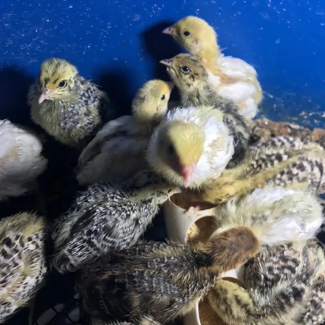Disponíveis filhotes codornas gigantes 