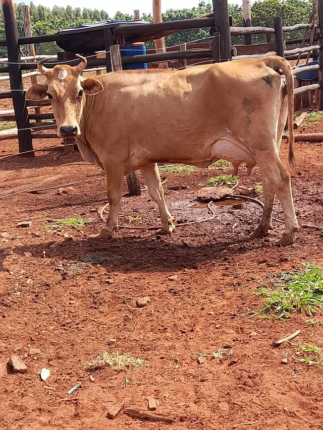 Vendo vaca gersy