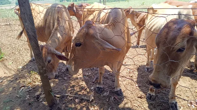 venda de gado