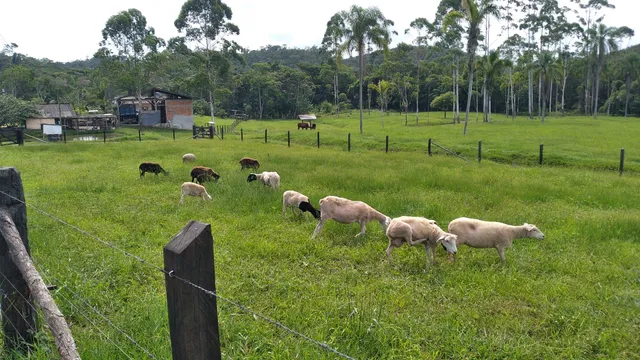 Ovelhas