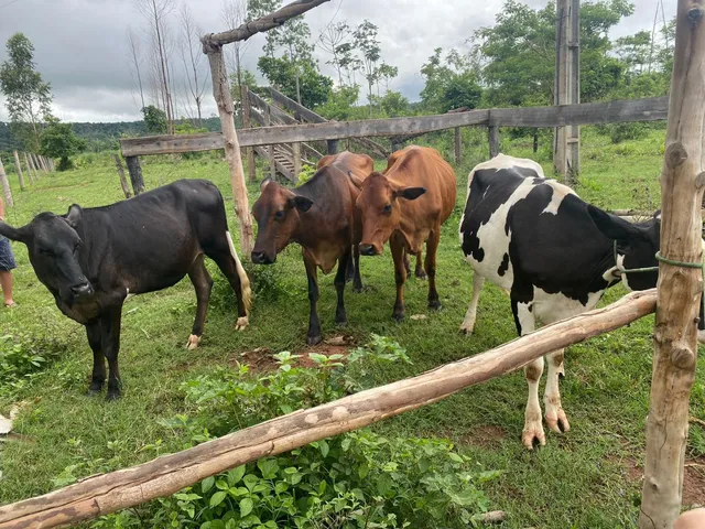NOVILHAS DE VACAS LEITEIRAS 