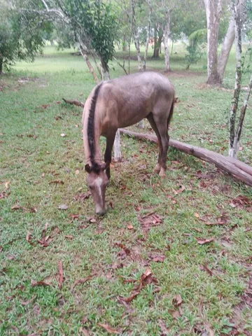 Cavalo 