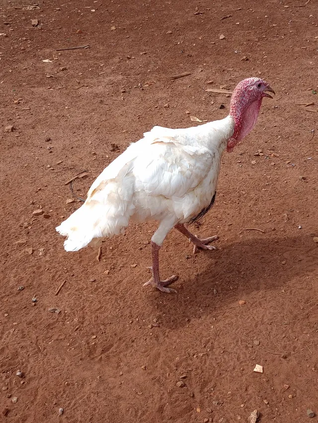 Perú branco macho 250,00