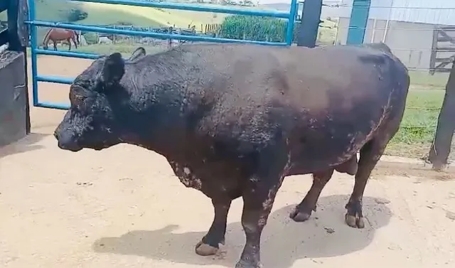 Angus PO