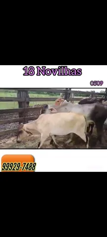 18 excelentes Novilhas 