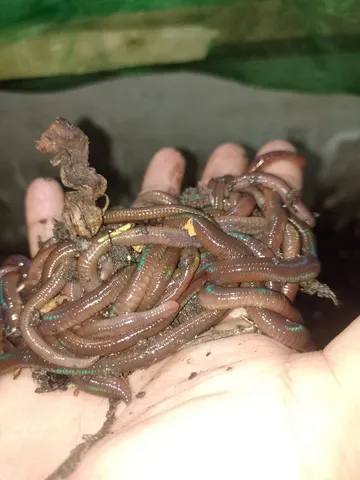 Minhocas gigante africanas 