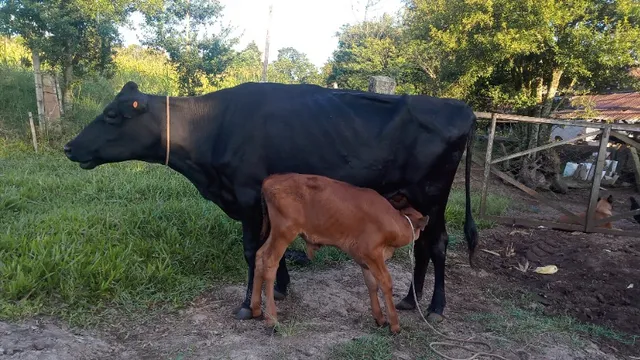 venda de vacas, bezerros e novilhas.
