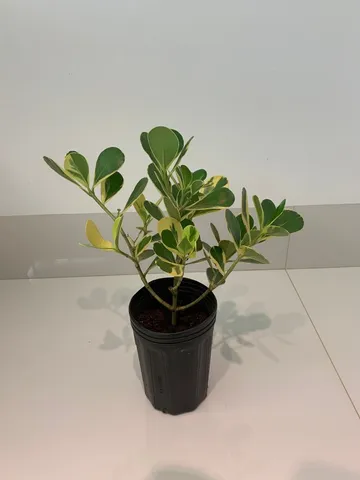 Muda planta Clusia Variegata