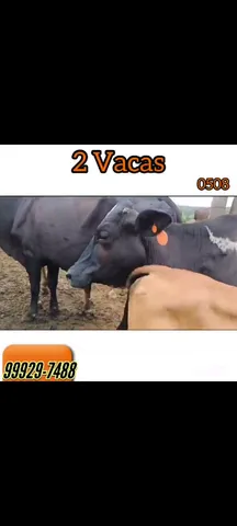 2 vacas