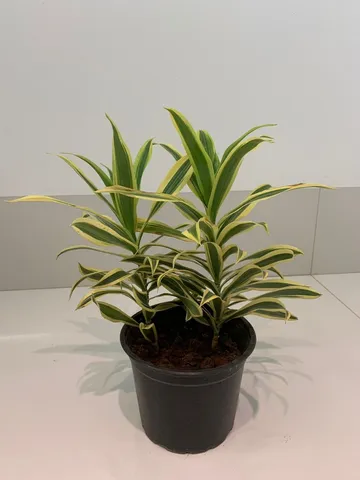 Muda planta Pleomele variegata (Dracena Reflexa)