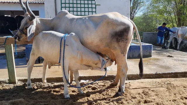 Bezerro Guzerá Leiteiro a venda