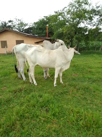 Touro e vaca 
