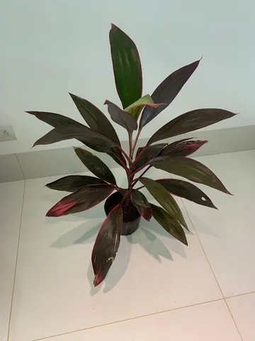 Muda planta Dracena Fruticosa - Marrom/Chocolate