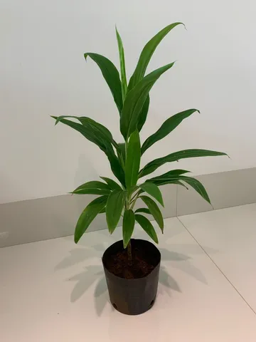 Muda planta Dracena Fruticosa - Verde