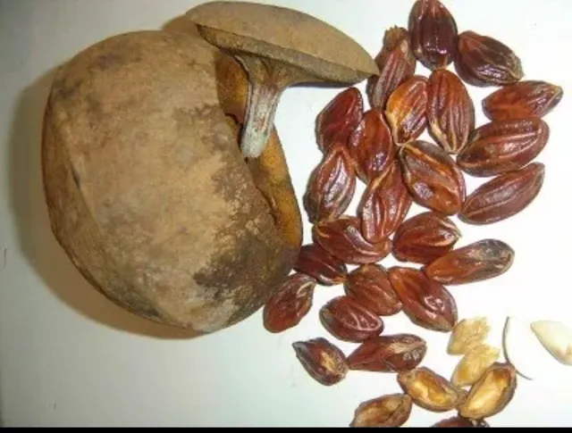 Sementes sapucaia 