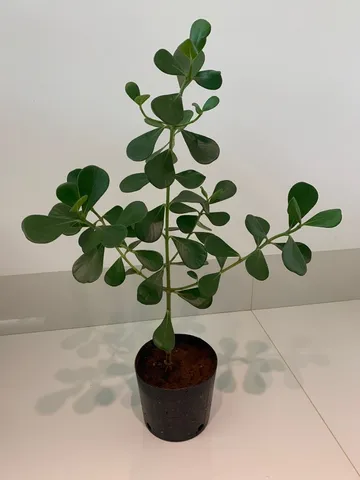 Muda planta Clusia