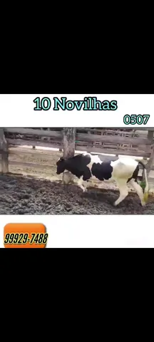 10 Novilhas 