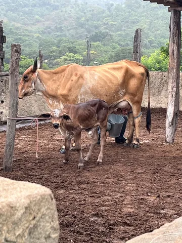  vaca de leite primeira cria 10 litros