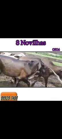 8 novilhas 