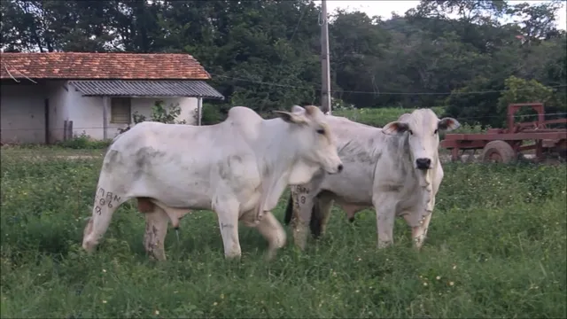 Touros com Registro - Criados a pasto